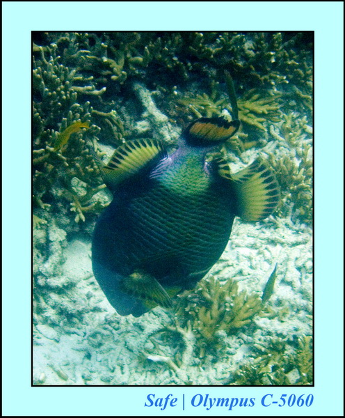 2008 - 07 - Redang - 020